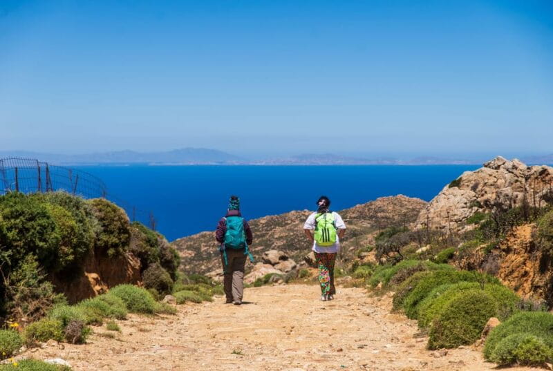 Meet the trees in Cyclades Hiking (Small group experience) - Key Points and Takeaways