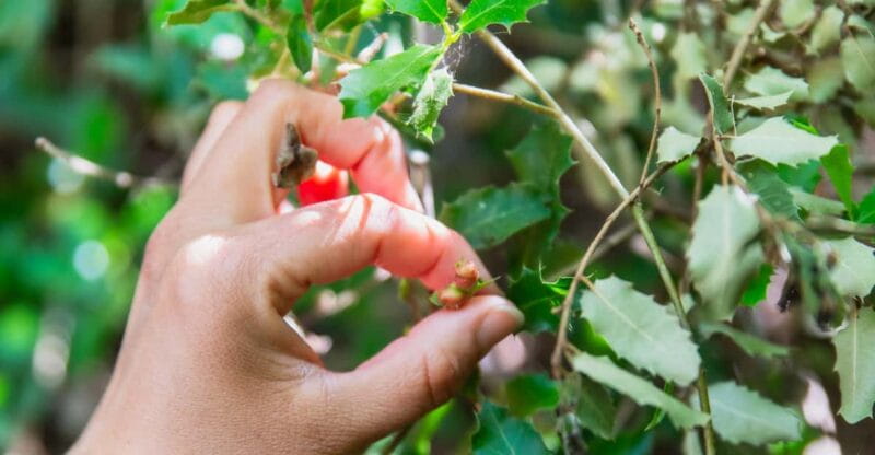 Meet the trees in Cyclades Hiking (Small group experience) - Final Thoughts