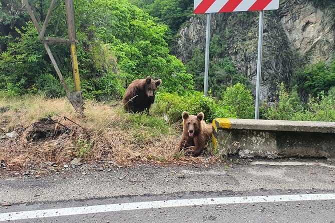 Meet Wild Brown Bears on the Roads to Real Dracula's Fortress - Key points / Takeaways