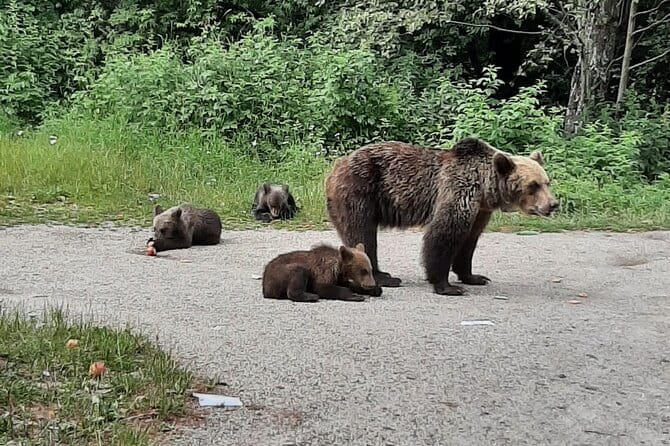 Meet Wild Brown Bears on the Roads to Real Dracula's Fortress - The Sum Up: Is This Tour Right for You?