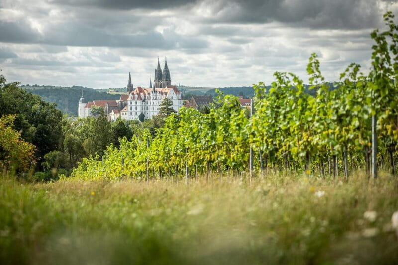 Meissen: Wine hike in the Proschwitz vineyards incl. 3-person wine tasting - Exploring the Charm of the Meissen Wine Hike in Proschwitz Vineyards