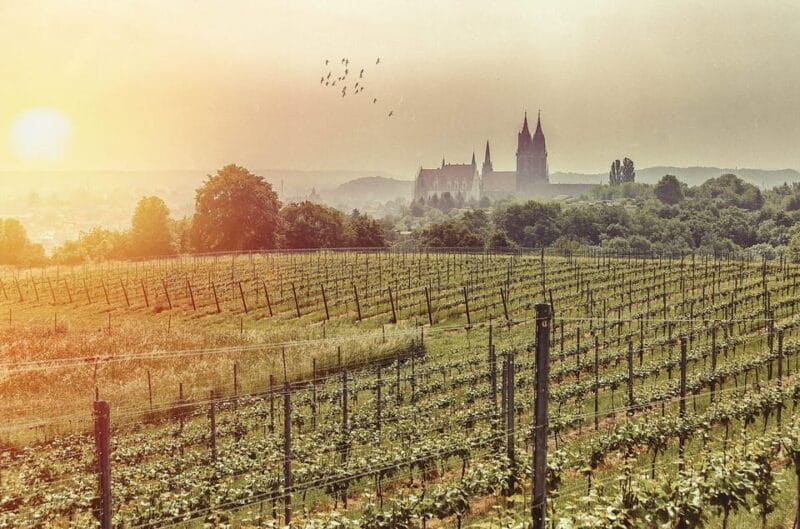 Meissen: Wine hike to the Rothes Gut winery including 3-person wine tasting - What Makes This Tour Stand Out?