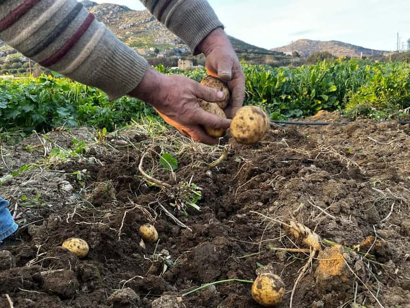 Melanes Tour: Kouros, culture,village life & local flavours - Engaging with Local Life: Farm, Gardens, and Cheese