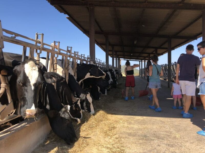 Menorca: Cheesemaking and Farm-Fresh Product Tasting - Making and Sending Your Custom Cheese