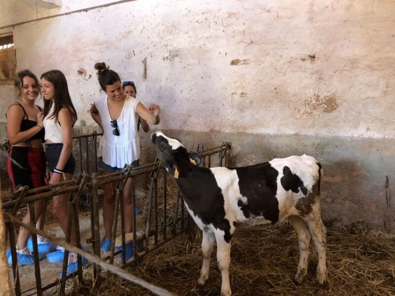 Menorca: Cheesemaking and Farm-Fresh Product Tasting - Who Should Consider This Experience?