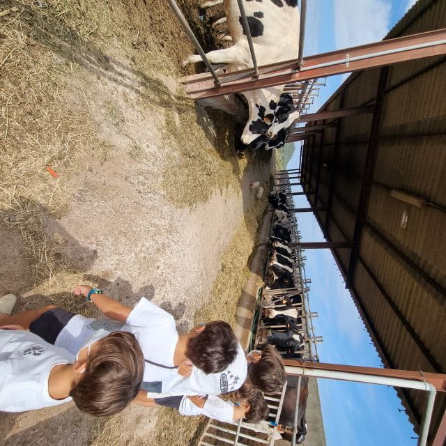 Menorca: Cheesemaking and Farm-Fresh Product Tasting - The Sum Up