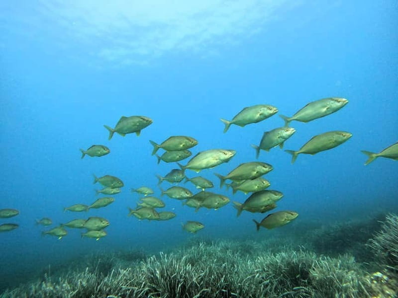 Menorca: Try scuba diving in Cala'n Bosch -BLUEWATER MENORCA - What to Expect: From Briefing to Underwater Discovery