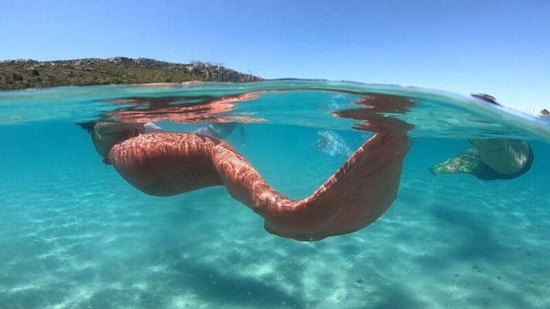 Mermaid Experience - Frequently Asked Questions