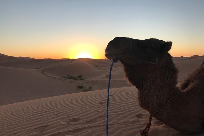 Merzouga Orange Dunes ATV Sandsurf Camels With 5 Stars Dinner - Activities Included