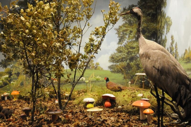 Meteora: Natural History Museum and Mushroom Museum Tour - An In-Depth Look at the Museums