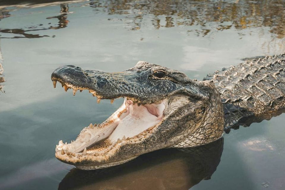 Miami: Everglades Experience, Bay Cruise & Open-top Bus Tour - Logistics and Meeting Points