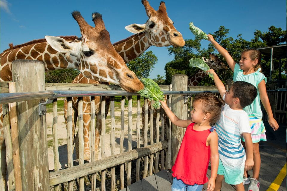 Miami: Go City All-Inclusive Pass With 30+ Attractions - Pass Activation and Validity