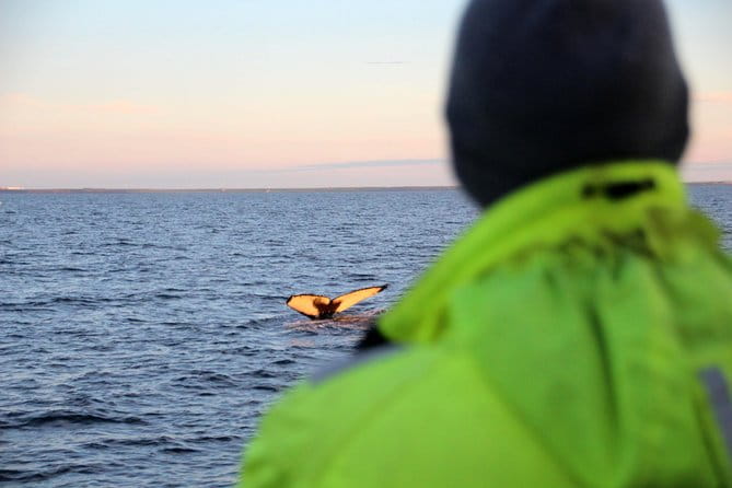Midnight Sun Whale Watching from Reykjavik - Key Points and Takeaways