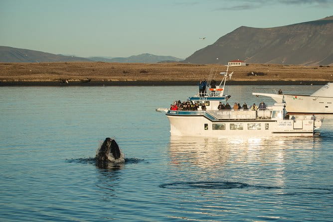 Midnight Sun Whale Watching from Reykjavik - Setting Sail at Night: An In-Depth Look