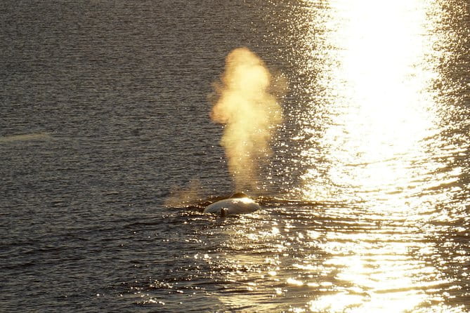 Midnight Sun Whale Watching from Reykjavik - FAQs