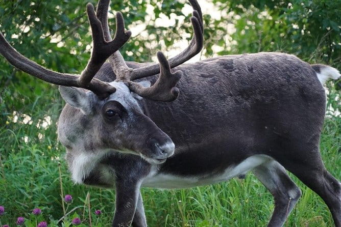 Midnightsun- Eco friendly Tesla Model X - Breaking Down the Itinerary