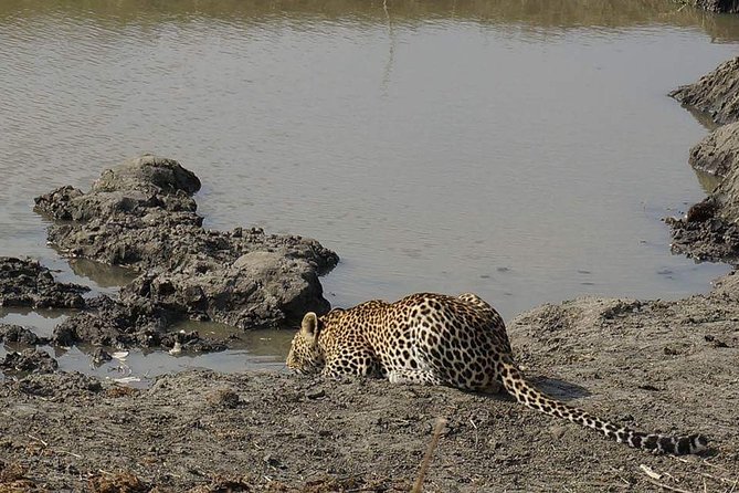 Mikumi National Park in a Day - a Day Tour From Morogoro - Key Points