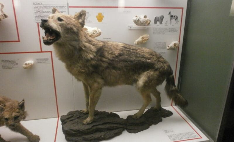 Milan: Natural History Museum Entry Ticket & Audio Guide - Key points / Takeaways