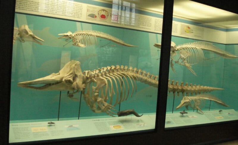 Milan: Natural History Museum Entry Ticket & Audio Guide - Exploring the Museum’s Architecture and Location