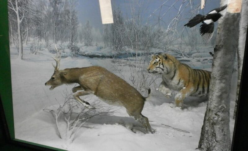 Milan: Natural History Museum Entry Ticket & Audio Guide - Who Will Enjoy This Experience?