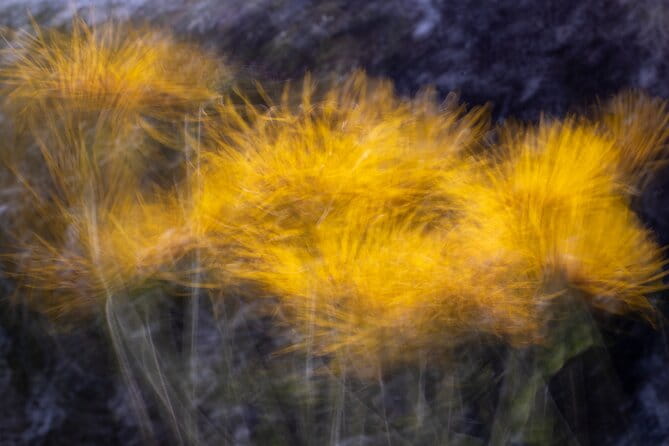 Mindful Photo Walk at Princess Pavilion & Gyllyngdune Gardens - FAQ