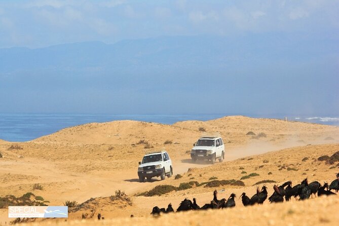 Mini Sahara Atlantic Ocean Jeep Tour With Berber Lunch - Authentic Berber Cuisine