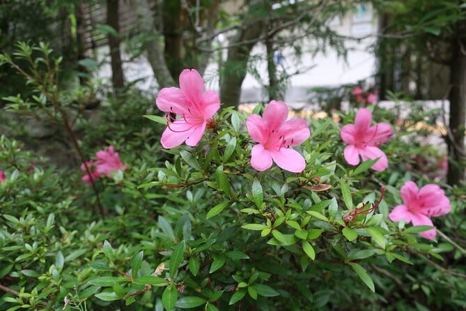 Minoh Waterfall and Nature Walk Through the Minoh Park - Enjoying the Guided Nature Walks