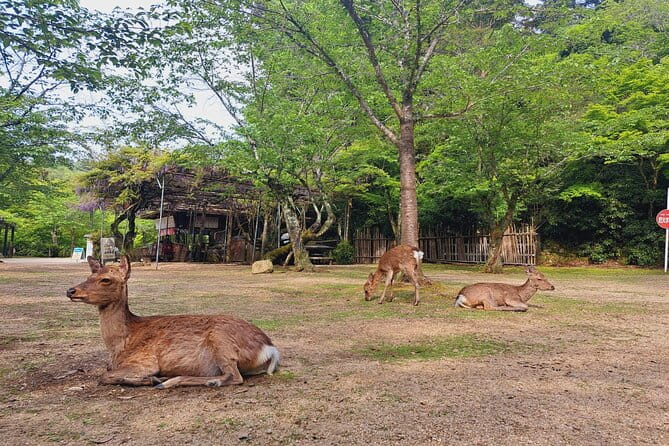 Miyajima UNESCO World Heritage Site Private Tour - What to Expect on Your Private Tour