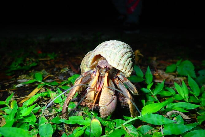 Miyako Island Jungle Night Tour and Starry Sky Viewing - Age Group and Activity Suitability