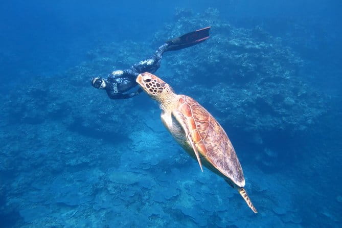 [Miyakojima, Diving Experience] Completely Charter Than 2 People Sea Turtle and Shark Sometimes Madaratobiei! Skin Diving at Deeper Points - Pricing and Booking Information