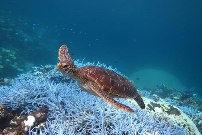 [Miyakojima, Diving Experience] Completely Charter Than 2 People Sea Turtle and Shark Sometimes Madaratobiei! Skin Diving at Deeper Points - Essential Equipment for Your Diving Adventure
