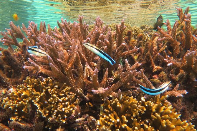 [Miyakojima Snorkel] Private Tour From 2 People Enjoy From 3 Years Old! Enjoy Nemo, Coral and Miyako Blue - Essential Inclusions for Your Adventure