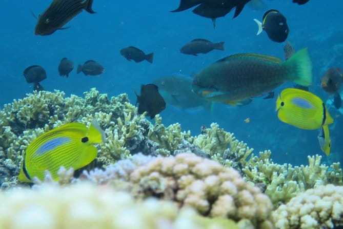 [Miyakojima Snorkel] Private Tour From 2 People Enjoy From 3 Years Old! Enjoy Nemo, Coral and Miyako Blue - Health Considerations and Accessibility