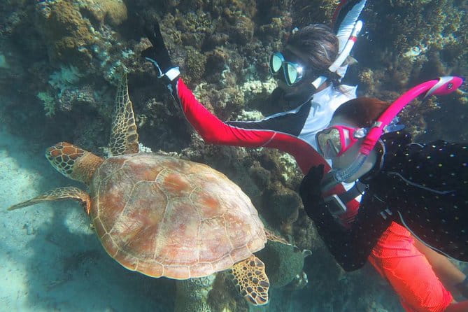 [Miyakojima Snorkel] Private Tour From 2 People Go to Meet Cute Sea Turtle - Snorkeling With Sea Turtles
