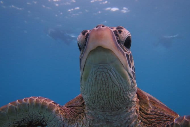 [Miyakojima Snorkel] Private Tour From 2 People Go to Meet Cute Sea Turtle - Tour Pricing and Inclusions
