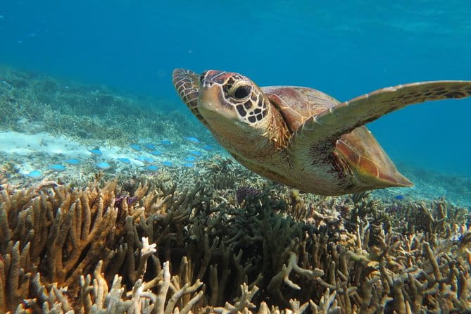 [Miyakojima Snorkel] Private Tour From 2 People Go to Meet Cute Sea Turtle - Meeting Point and Logistics