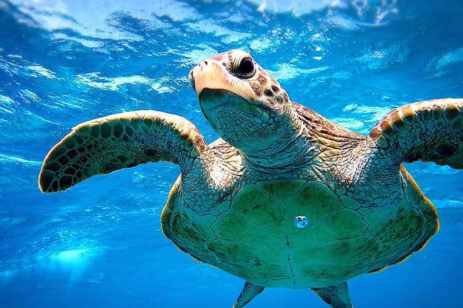[Miyakojima Snorkel] Private Tour From 2 People Go to Meet Cute Sea Turtle - Equipment Rental Options