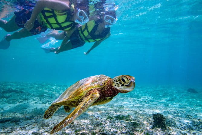 Miyakojima / Snorkel Tour to Swim With Sea Turtles - Health and Safety Restrictions