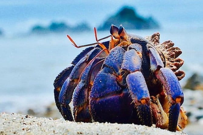 Miyazaki Snorkel Kayak Tour - Languages Offered During the Tour