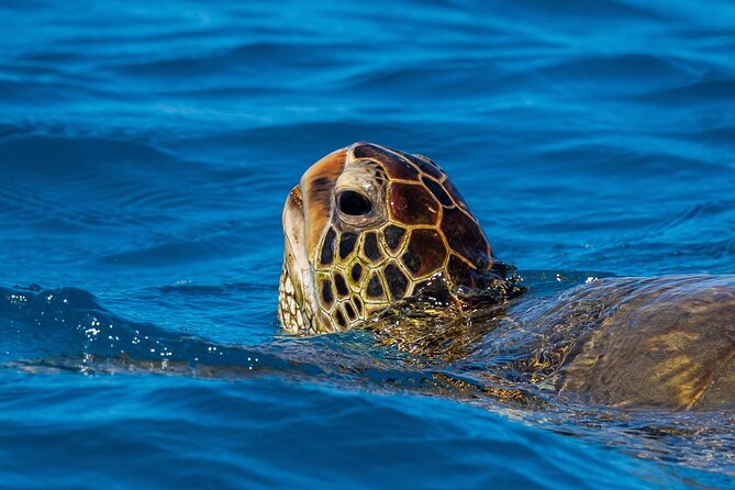 Moana's Guided Turtle Snorkel & Sailing Adventure at Waikiki - Additional Details