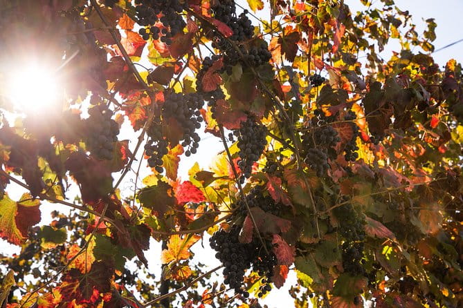 Modena area: Balsamic Vinegar Aceto Tasting Experience - A Closer Look at the Modena Balsamic Vinegar Experience