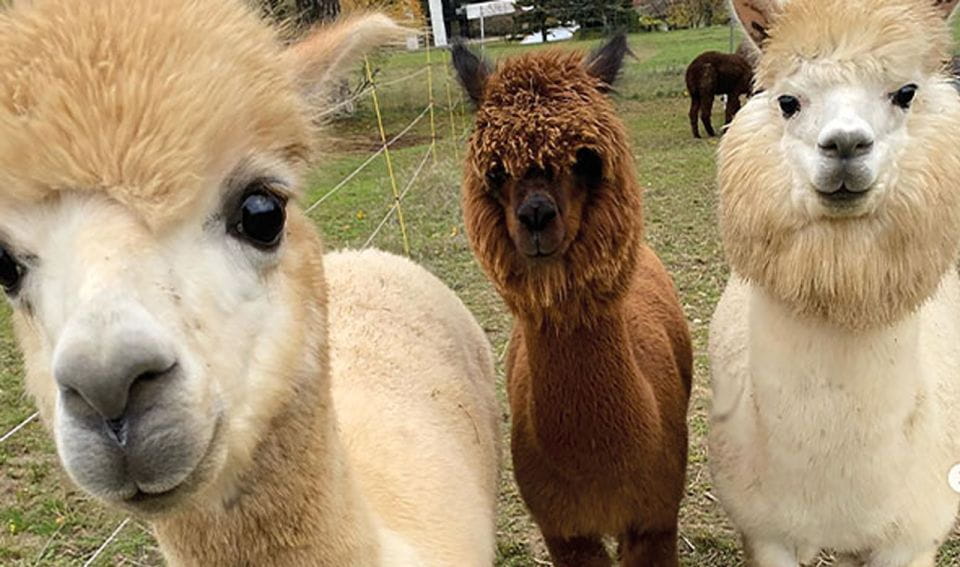 Modling: Scenic Guided Hike With Alpacas and Llamas - Accessibility and Suitability Details