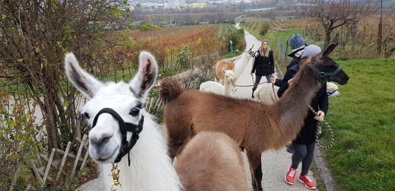 Mödling/Vienna: Scenic Guided Hike with Alpacas and Llamas - The Farm and Animal Care