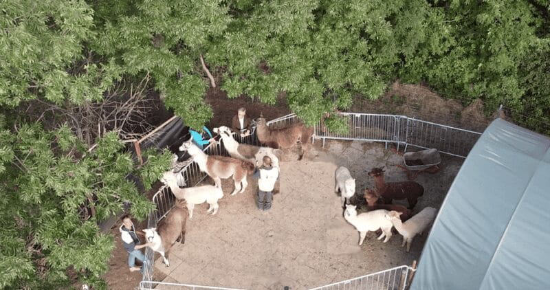 Mödling/Vienna: Scenic Guided Hike with Alpacas and Llamas - Practical Details and Logistics