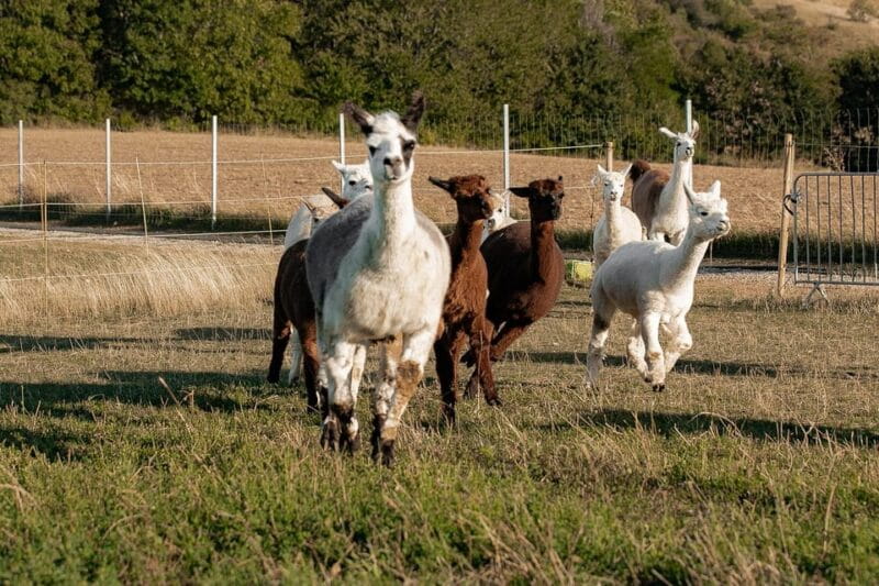 Mödling/Vienna: Scenic Guided Hike with Alpacas and Llamas - Who Will Love This Experience?