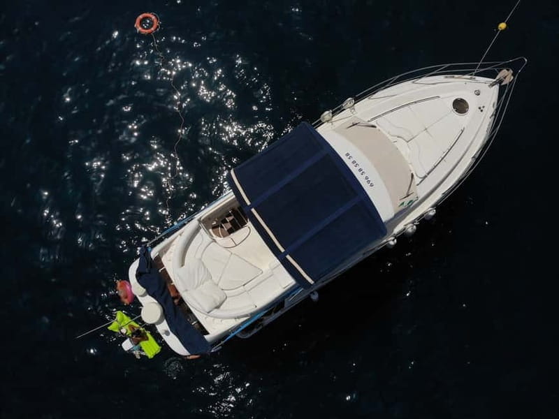 Mogan: Dolphin Watching Boat Trip with Swim Stop - Marine Life Encounters: Realistic Expectations