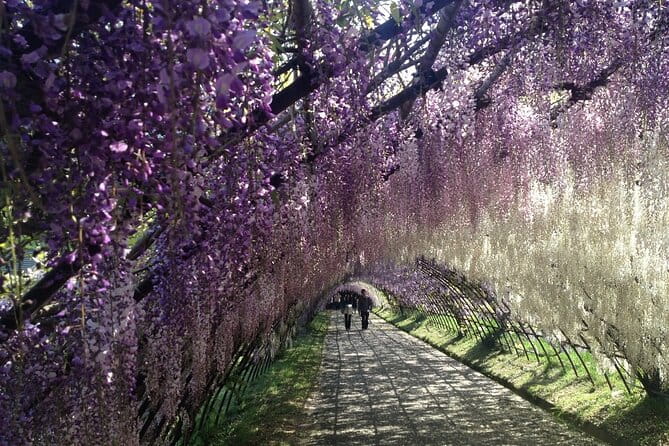Mojiko Retro, Kawachi Wisteria and Shiranoe Gardens Tour YokaBus - Garden Bloom Period