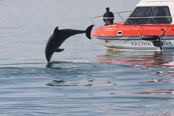 Mola Mola Marine Dolphin Cruise From the Walvis Bay Waterfront to Pelican Point - Accessibility and Additional Considerations