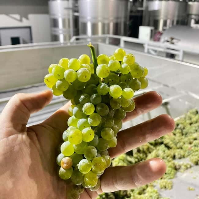 Moldova: Wine tour to Miletii Mici cellar with Tasting - Logistics, Group Size, and Overall Value