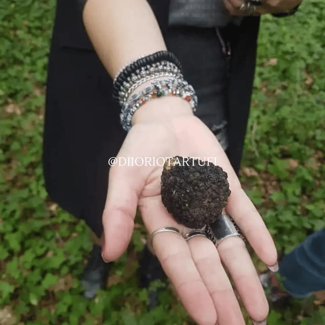 MOLISE TRUFFLE HUNTING WITH FOOD TASTING - Who Will Love This Experience?
